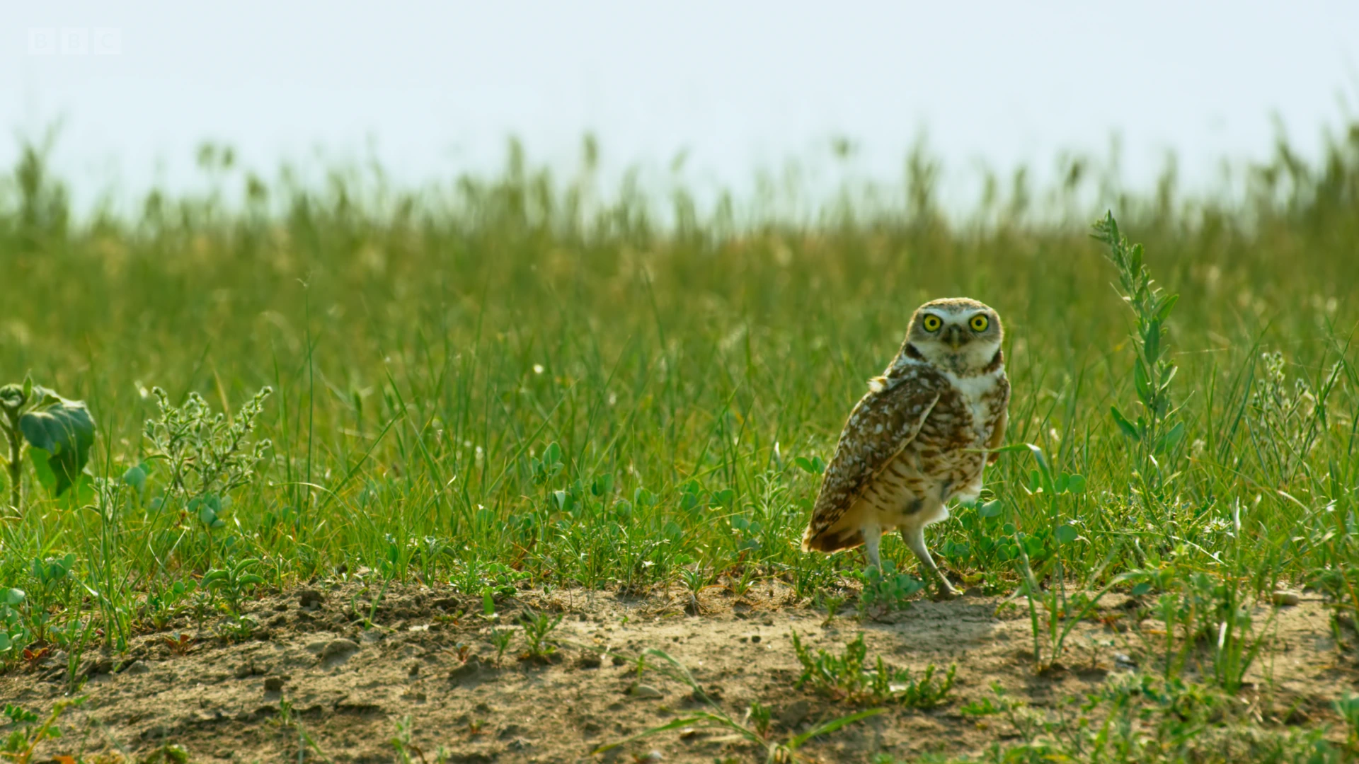 Western burrowing owl (Athene cunicularia hypugaea) as shown in Seven Worlds, One Planet - North America